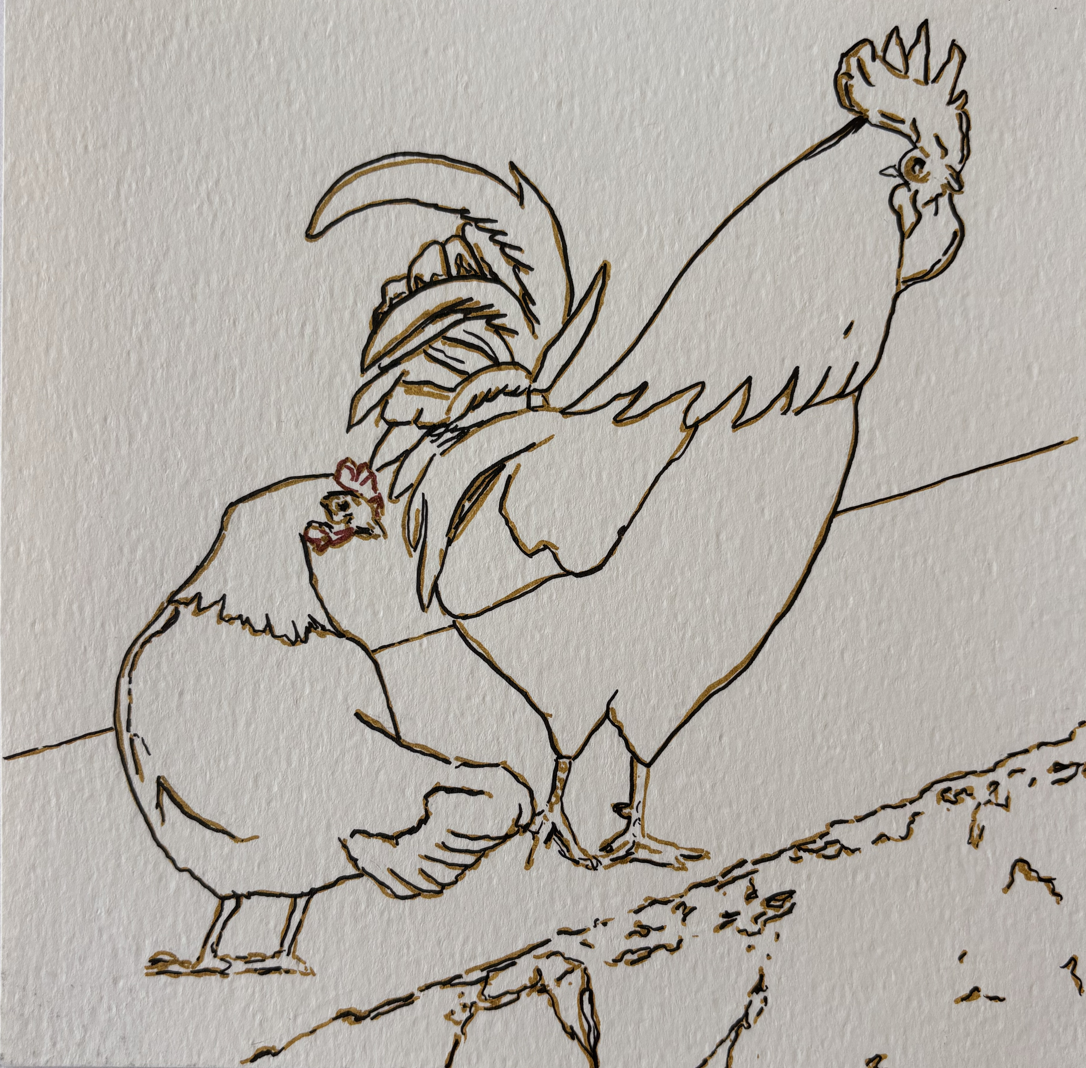 Cock